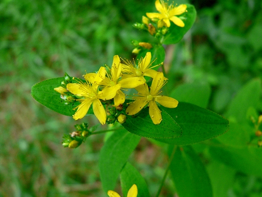 {Hypericum punctatum}